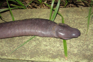 V brazílii našel zvíře velmi připomínající sexuální orgán V brazílii našel zvíře velmi připomínající sexuální orgán